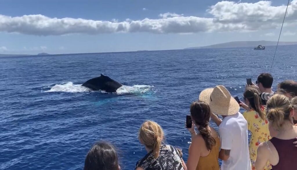 Whale watching near the Maui coast